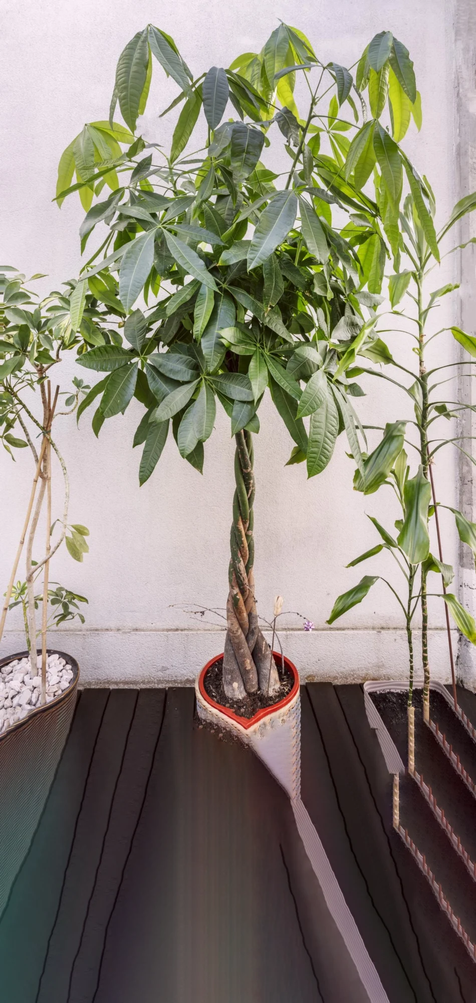 Pomițiu<BR>
(Arborele Banilor)